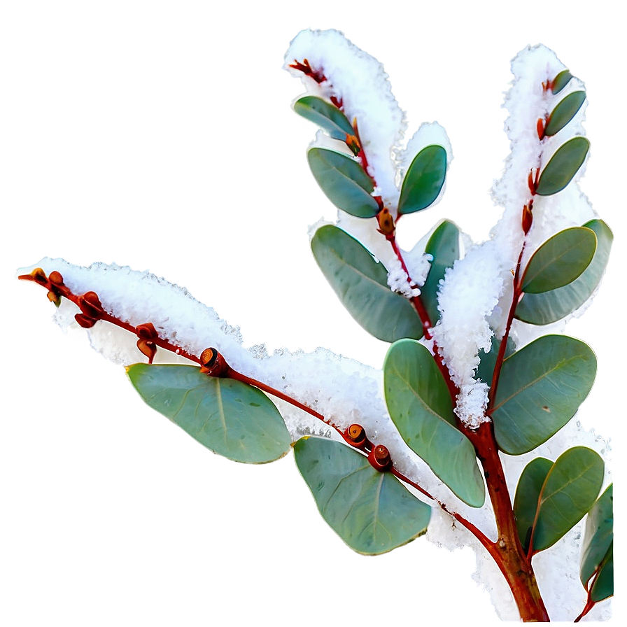 Eucalyptus In Snow Png Psq PNG Image