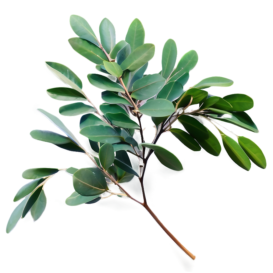 Eucalyptus Leaf Spray Png 20 PNG Image