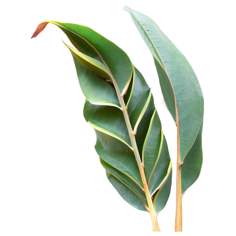 Eucalyptus Leaves B PNG Image