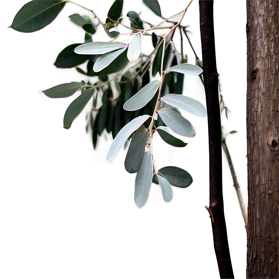 Eucalyptus Monochrome Art Png Yvy7 PNG Image