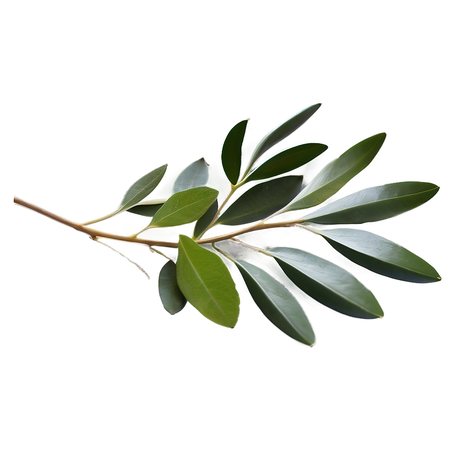 Eucalyptus Oil Massage Png 05242024 PNG Image