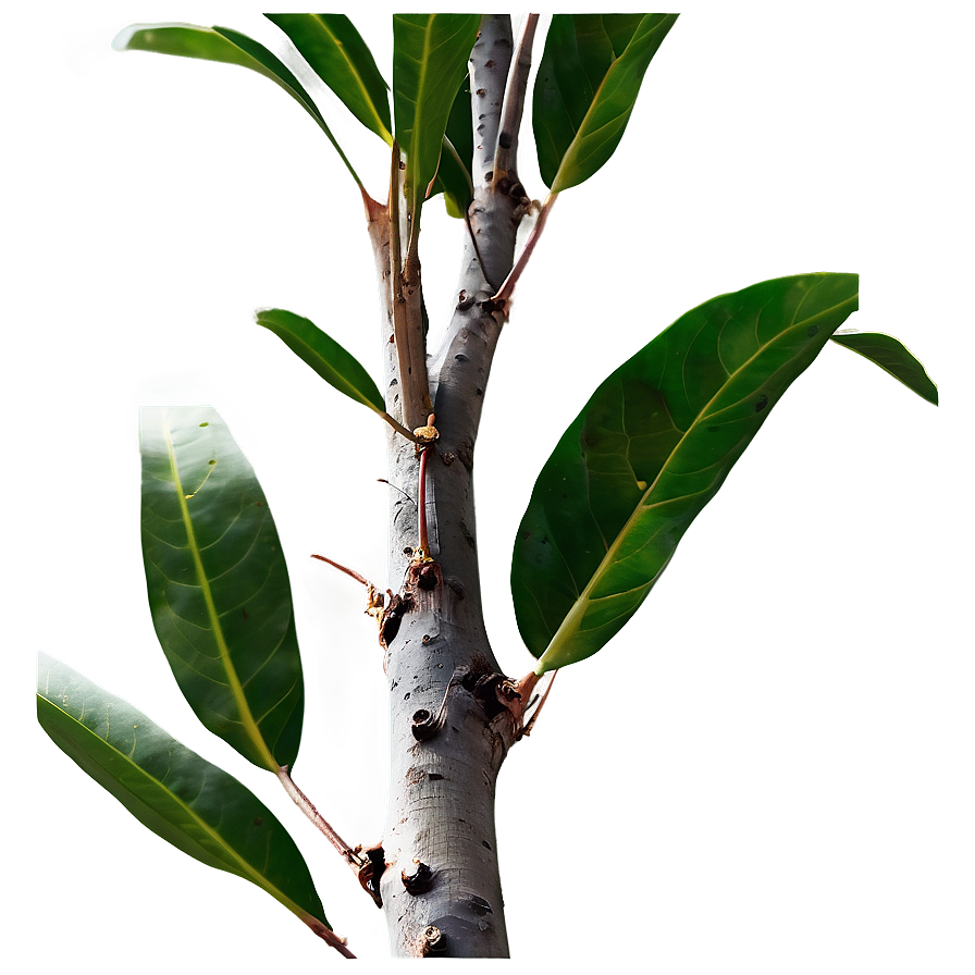 Eucalyptus Tree Branch Png Ayt25 PNG Image