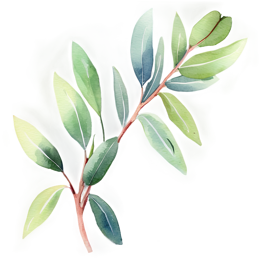 Eucalyptus Watercolor D PNG Image