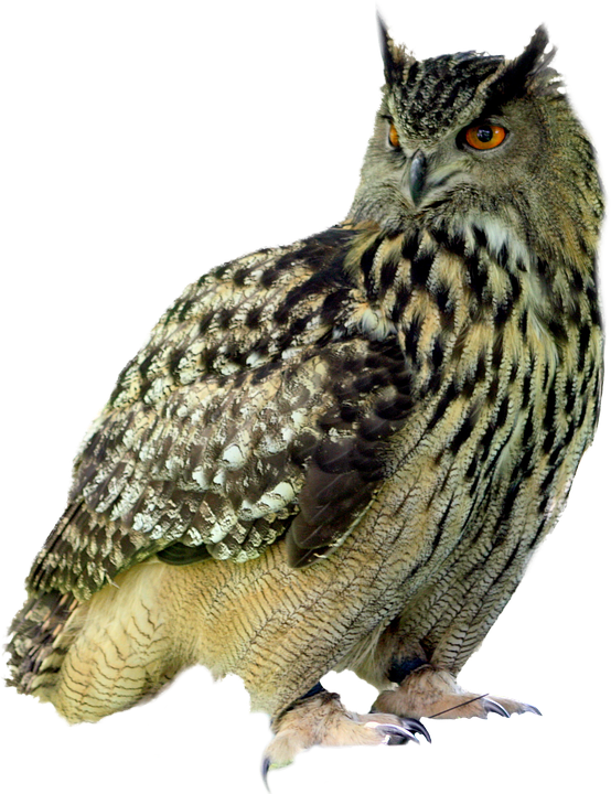 Eurasian Eagle Owl Portrait PNG Image