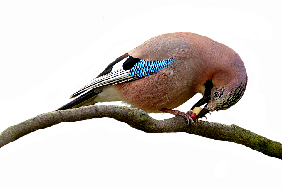 Eurasian Jay Feedingon Branch PNG Image