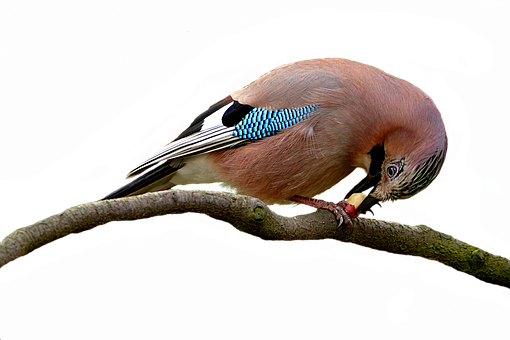 Eurasian Jay Perchedon Branch PNG Image