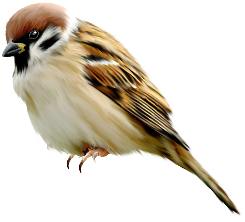 Eurasian Tree Sparrow Illustration.png PNG Image