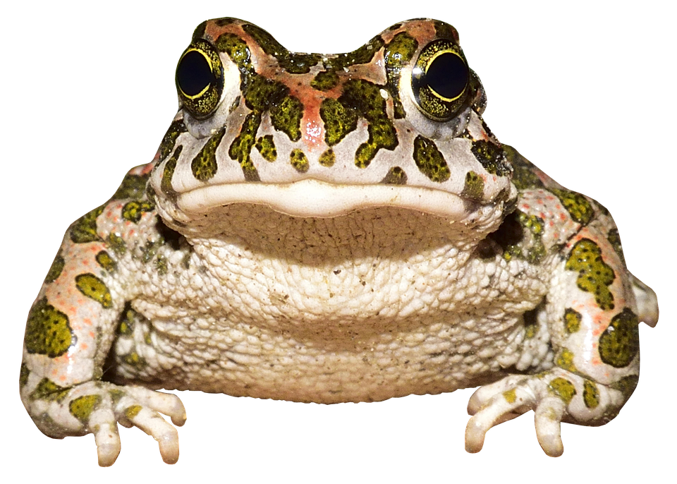 European Green Toad Portrait PNG Image