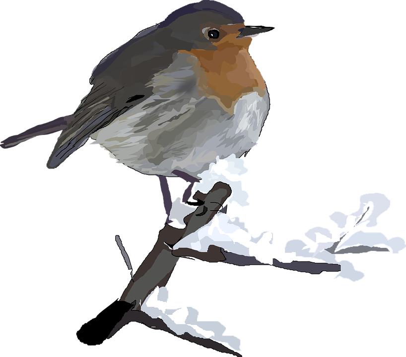 European Robin Illustration PNG Image