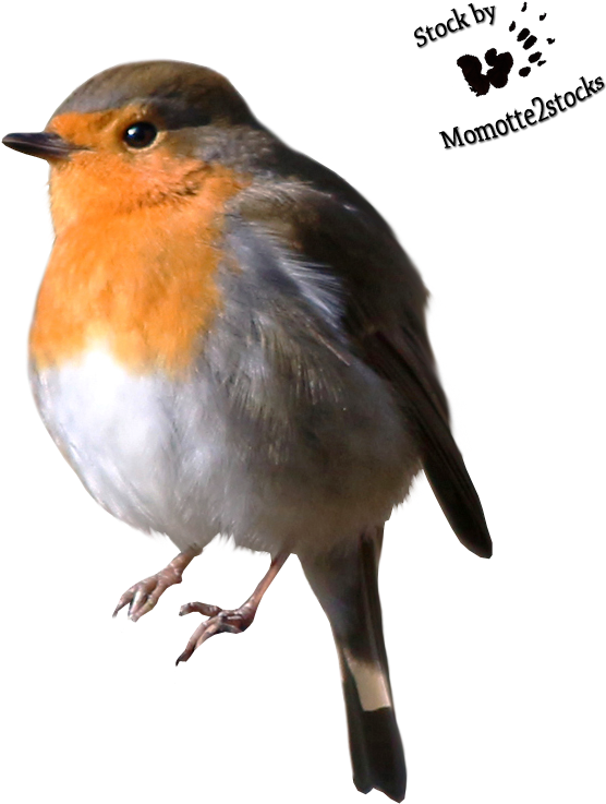 European Robin Portrait PNG Image