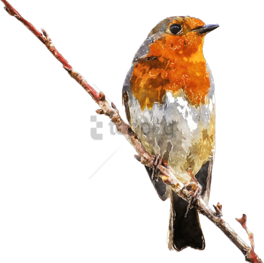 European Robinon Branch PNG Image