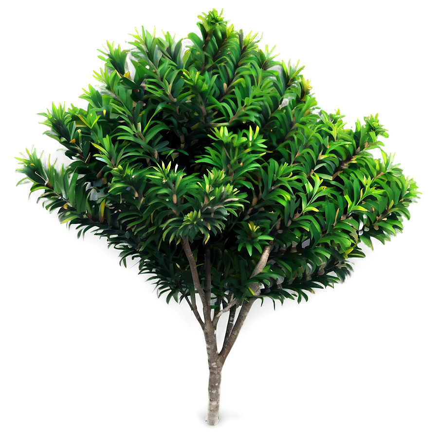 Evergreen Bush Png Anv PNG Image