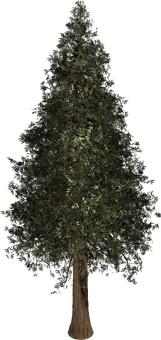 Evergreen Conifer Tree Night PNG Image