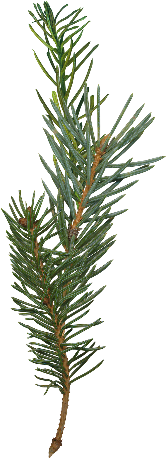 Evergreen Pine Branch.png PNG Image