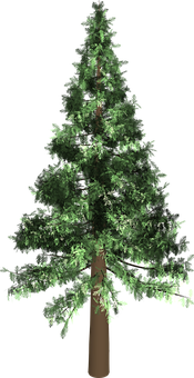 Evergreen Pine Tree Graphic PNG Image