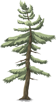 Evergreen Pine Tree Illustration PNG Image