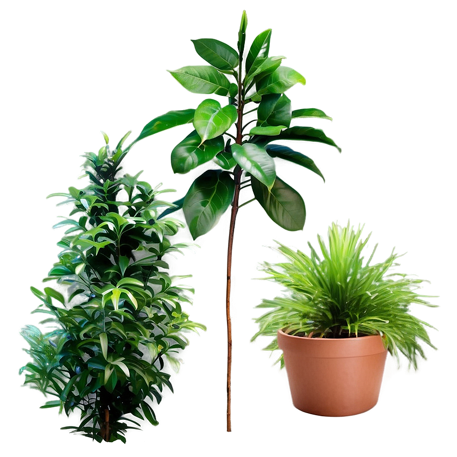 Evergreen Plants Png 9 PNG Image