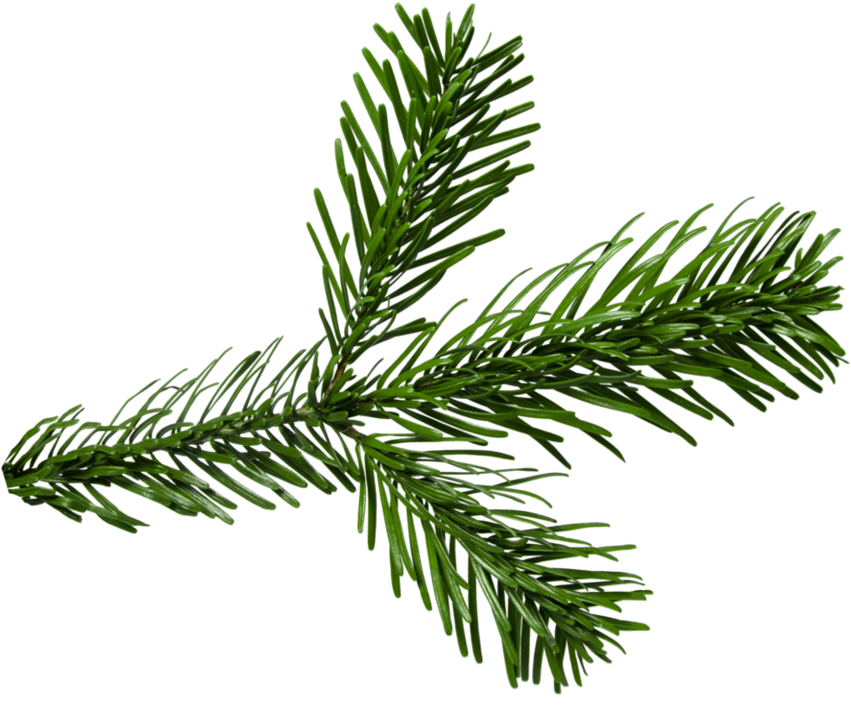 Evergreen Spruce Branch.png PNG Image