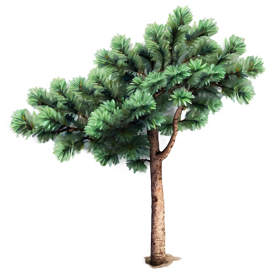 Evergreen Tree Background Png Jwn PNG Image