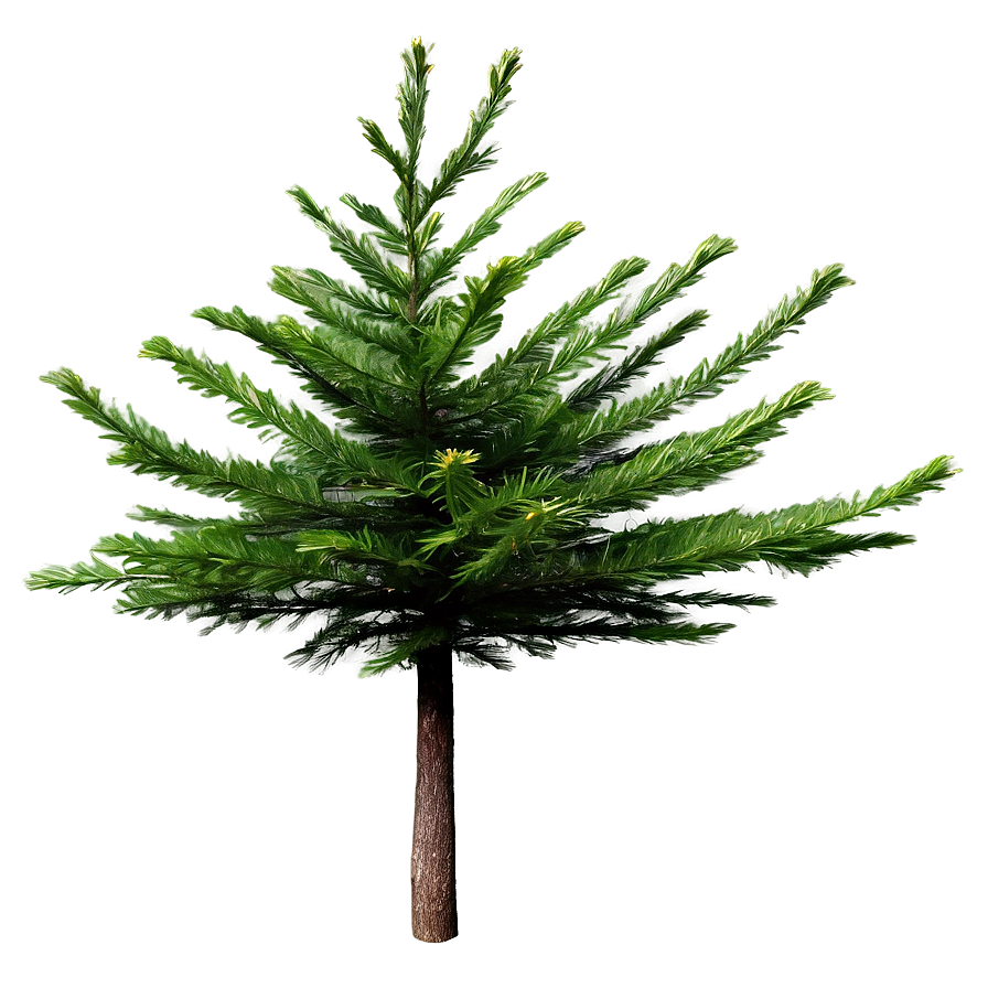 Evergreen Tree Texture Png Vge51 PNG Image