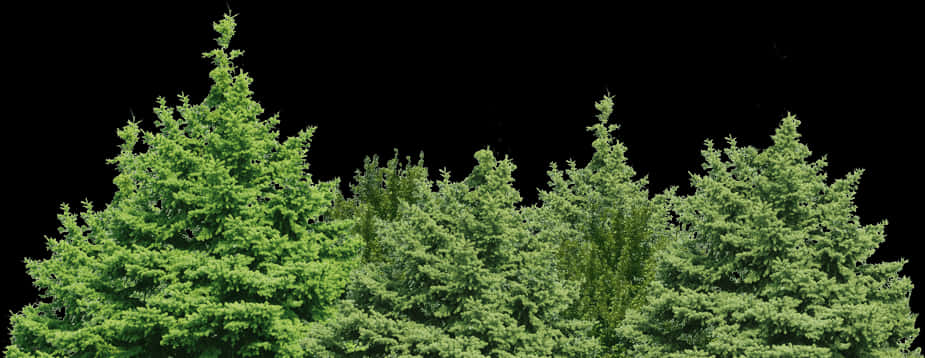 Evergreen Treetops Against Night Sky PNG Image