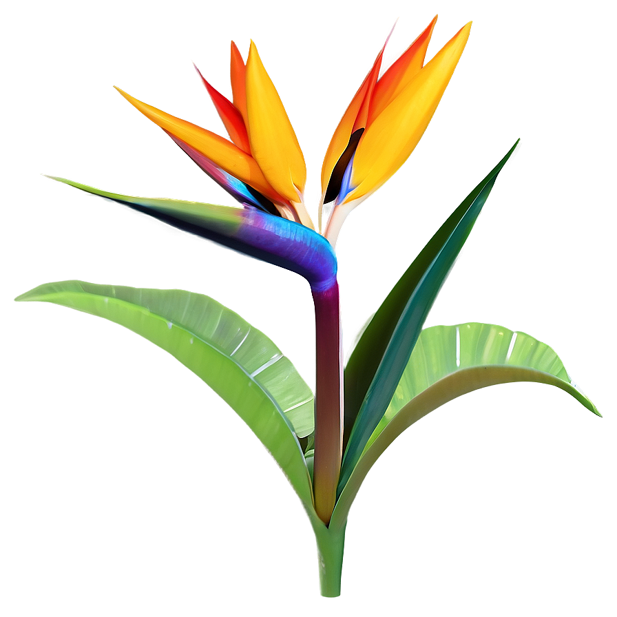 Exotic Bird Of Paradise Plant Png Lxd16 PNG Image