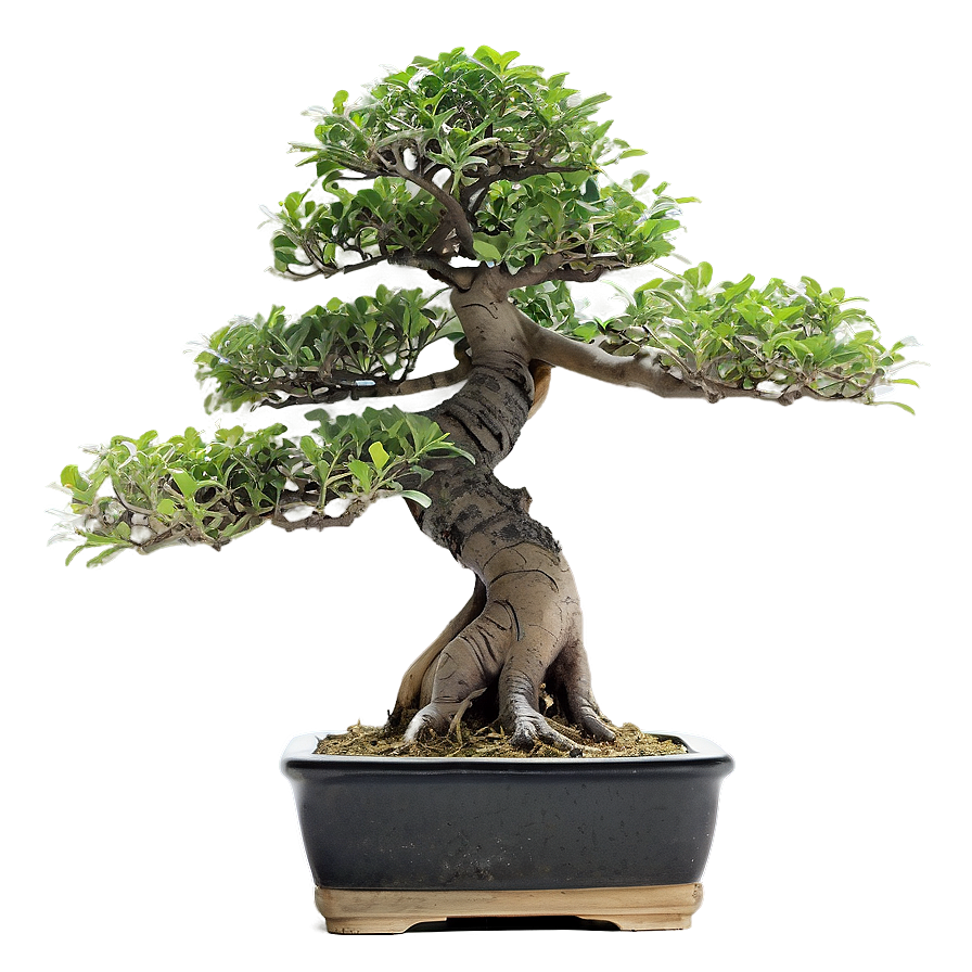 Exotic Bonsai Tree Png Nrx67 PNG Image