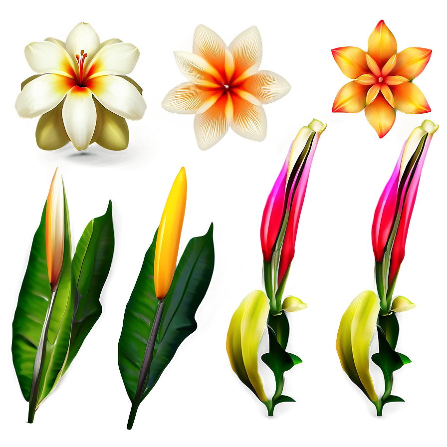 Exotic Flowers Collection Png Dmr61 PNG Image