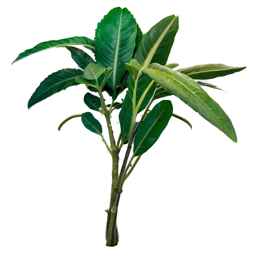 Exotic Herb Png Gal37 PNG Image