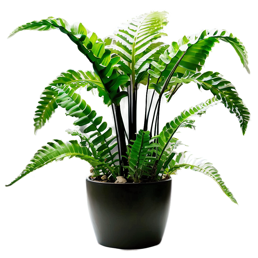 Exotic Indoor Ferns Png Cuj PNG Image