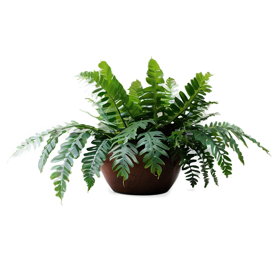 Exotic Indoor Ferns Png Hou79 PNG Image