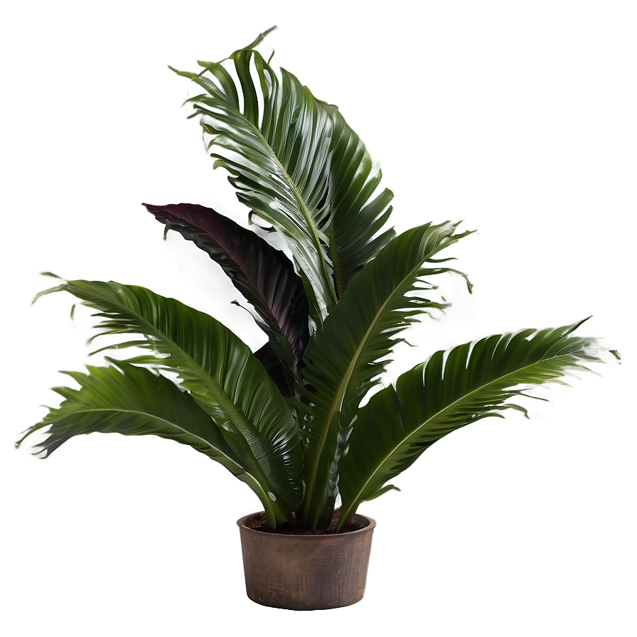 Exotic Plants Png 05042024 PNG Image