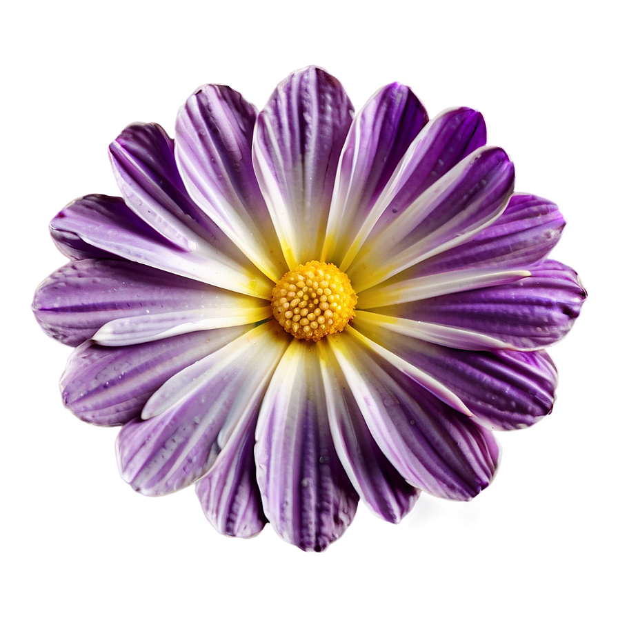 Exquisite Petal Png Slp PNG Image