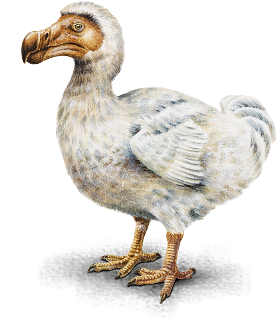 Extinct Dodo Bird Illustration PNG Image