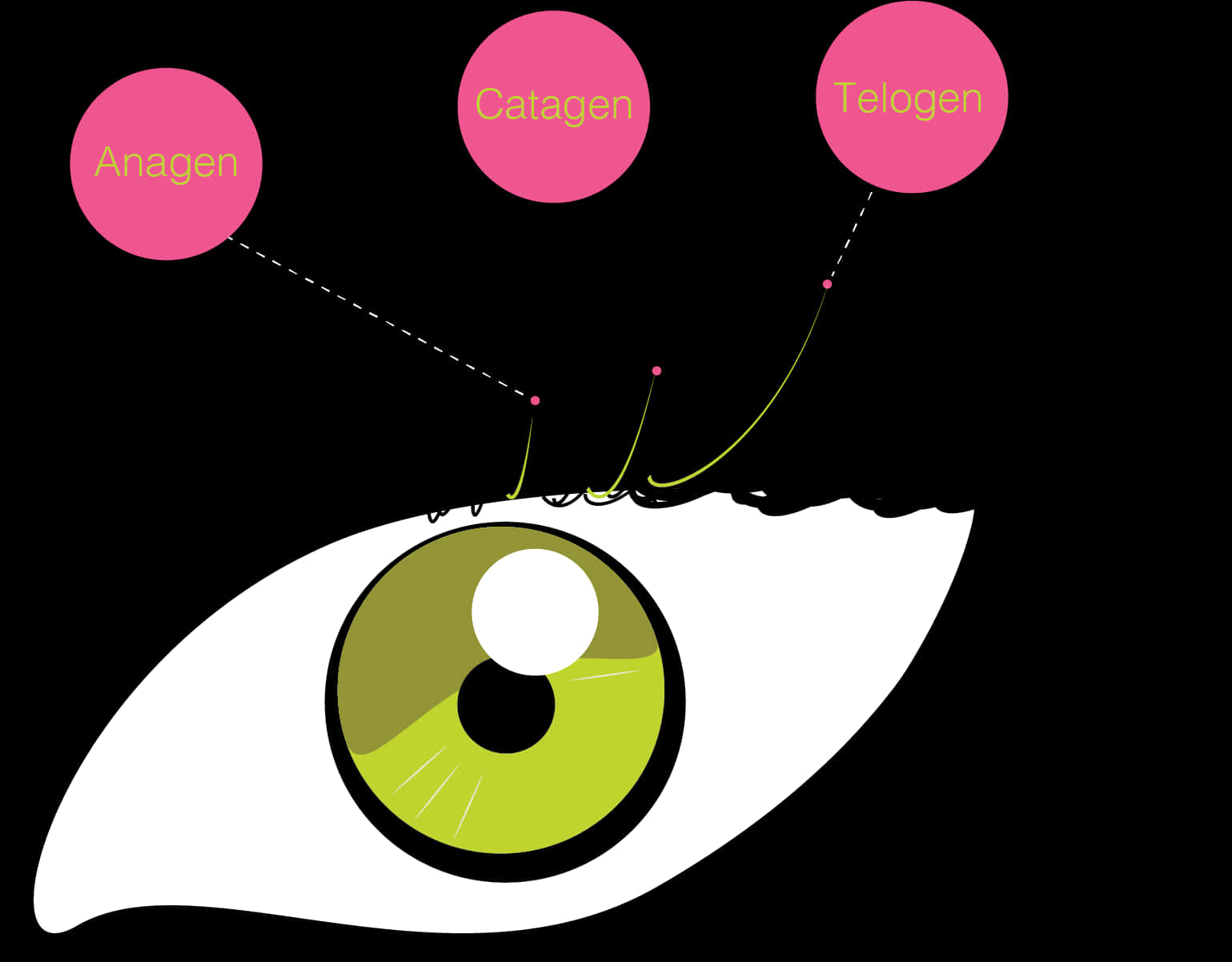 Eyelash Growth Cycle Illustration PNG Image