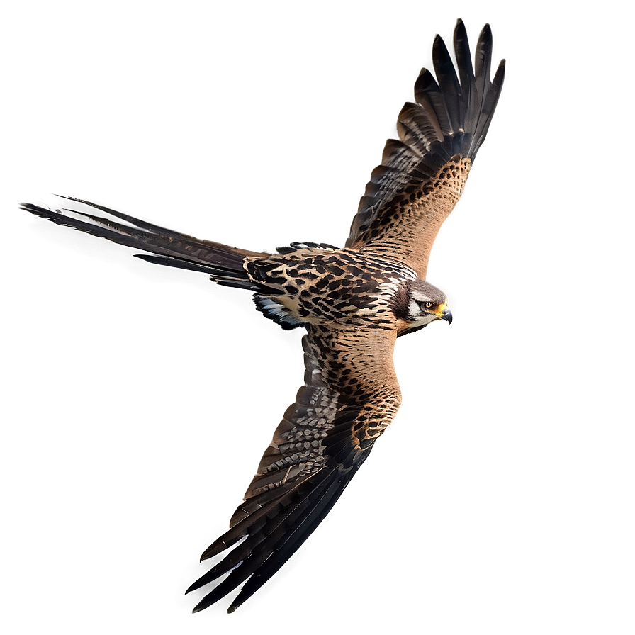 Falcon Bird Hunting Png Qdc83 PNG Image