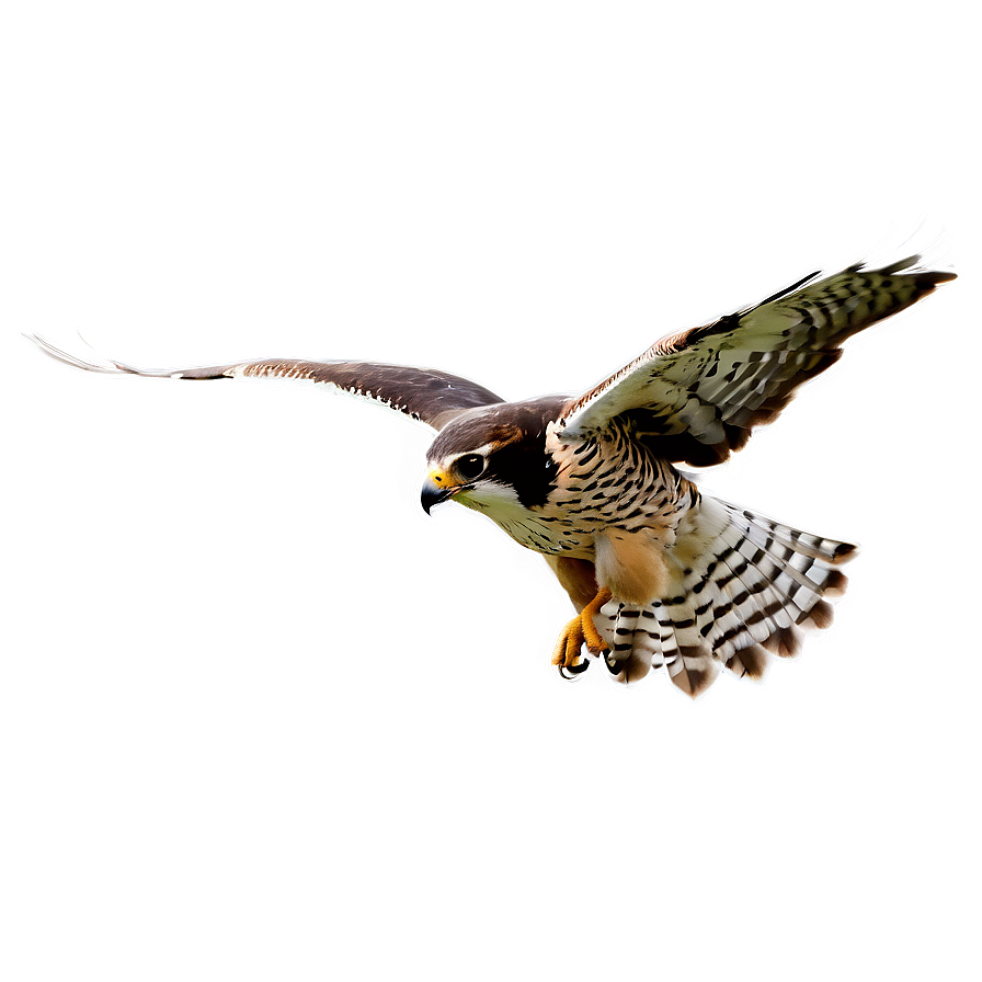 Falcon In Flight Png 06202024 PNG Image