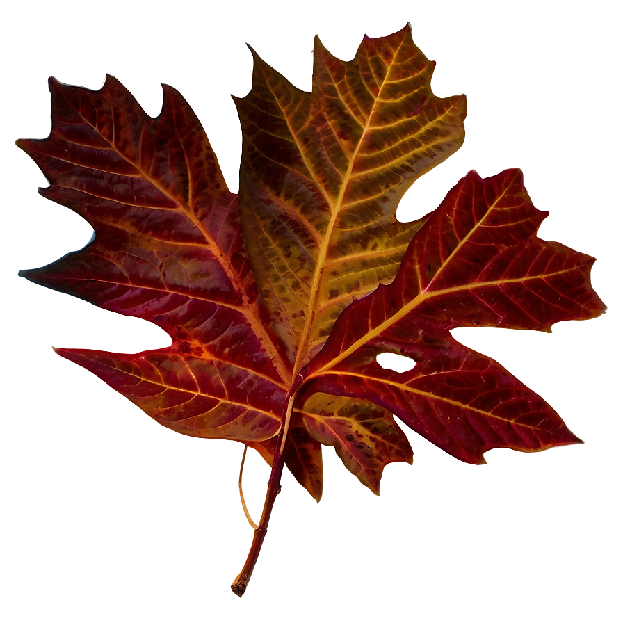 Fall Foliage Png 65 PNG Image