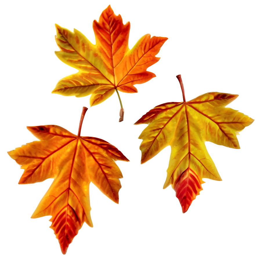 Fall Leaves A PNG Image