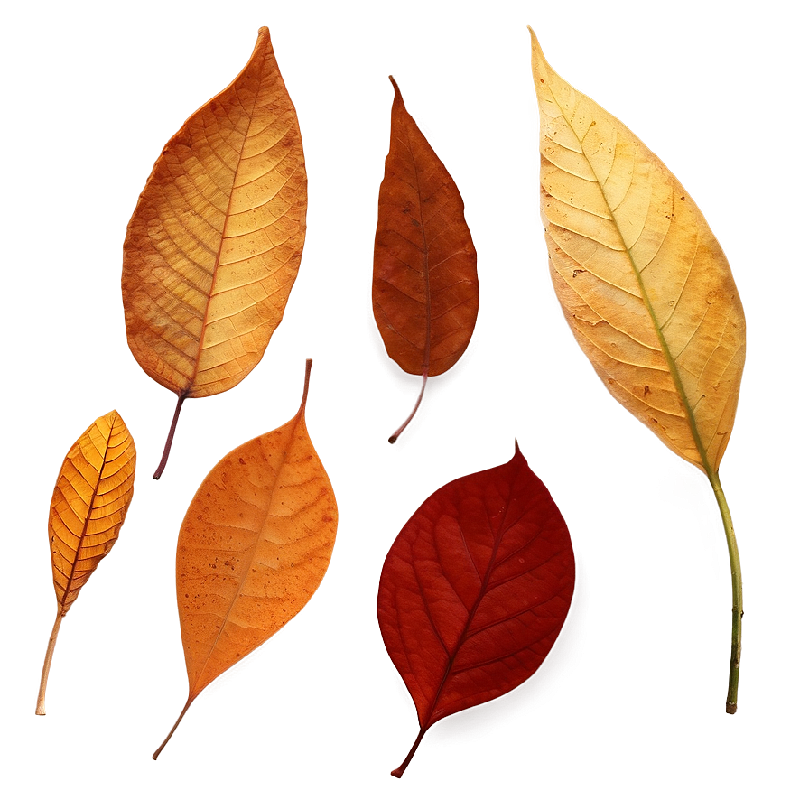 Fallen Leaves B PNG Image