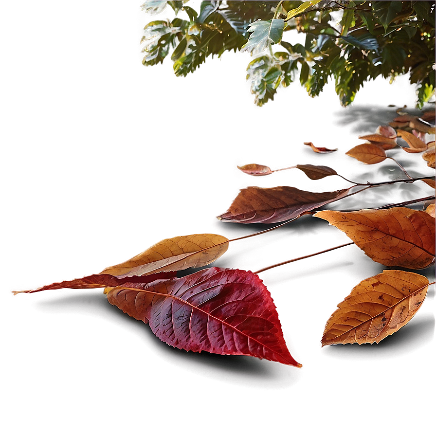 Fallen Leaves In Misty Forest Png Hct47 PNG Image