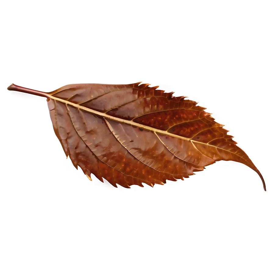 Fallen Leaves On Wooden Surface Png Pln30 PNG Image