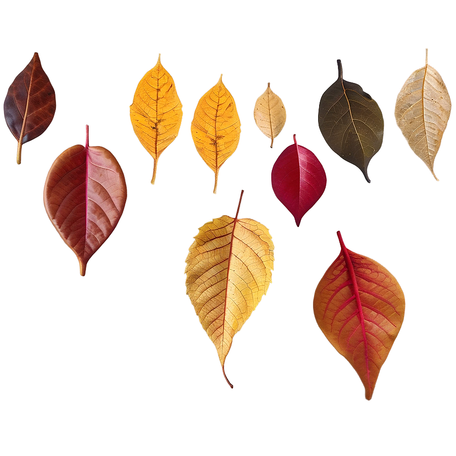 Fallen Leaves Underfoot Png 55 PNG Image