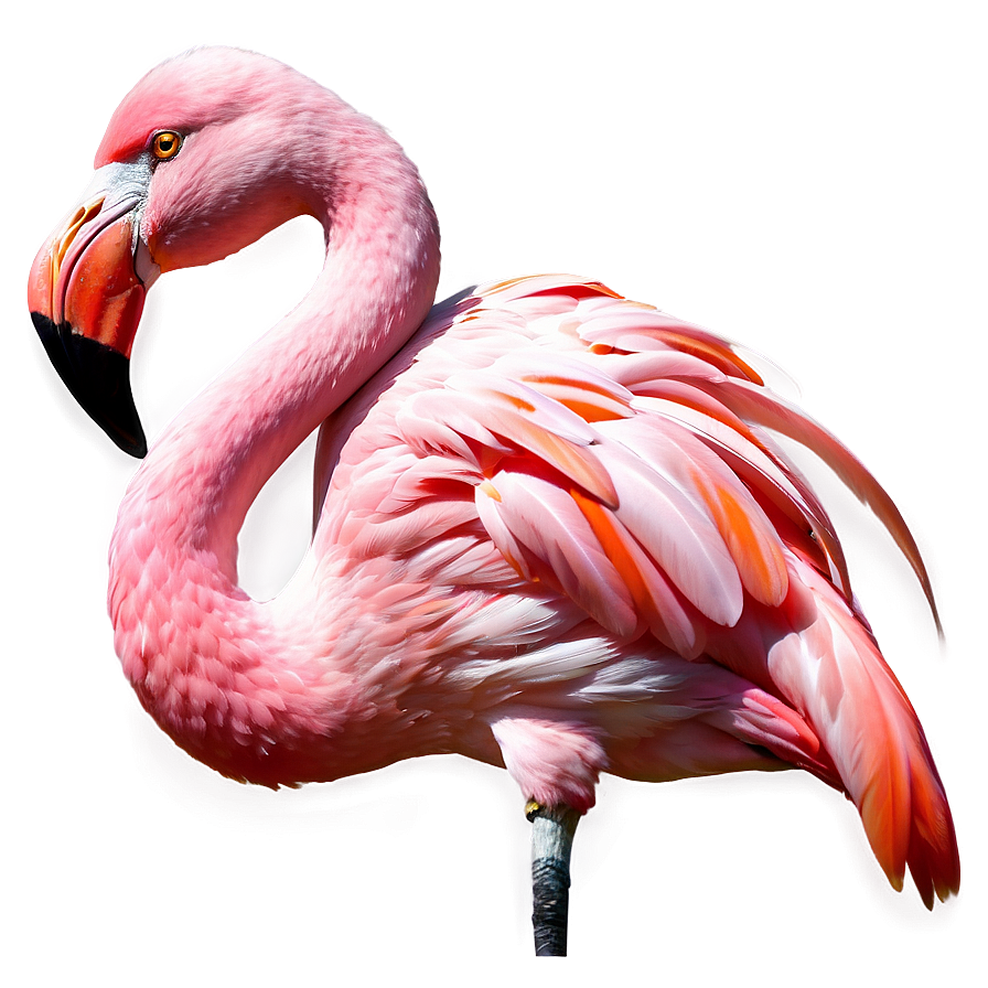 Fantasy Flamingo Illustration Png Hmp87 PNG Image