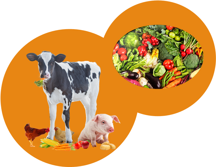 Farm Animalsand Vegetables Collage PNG Image