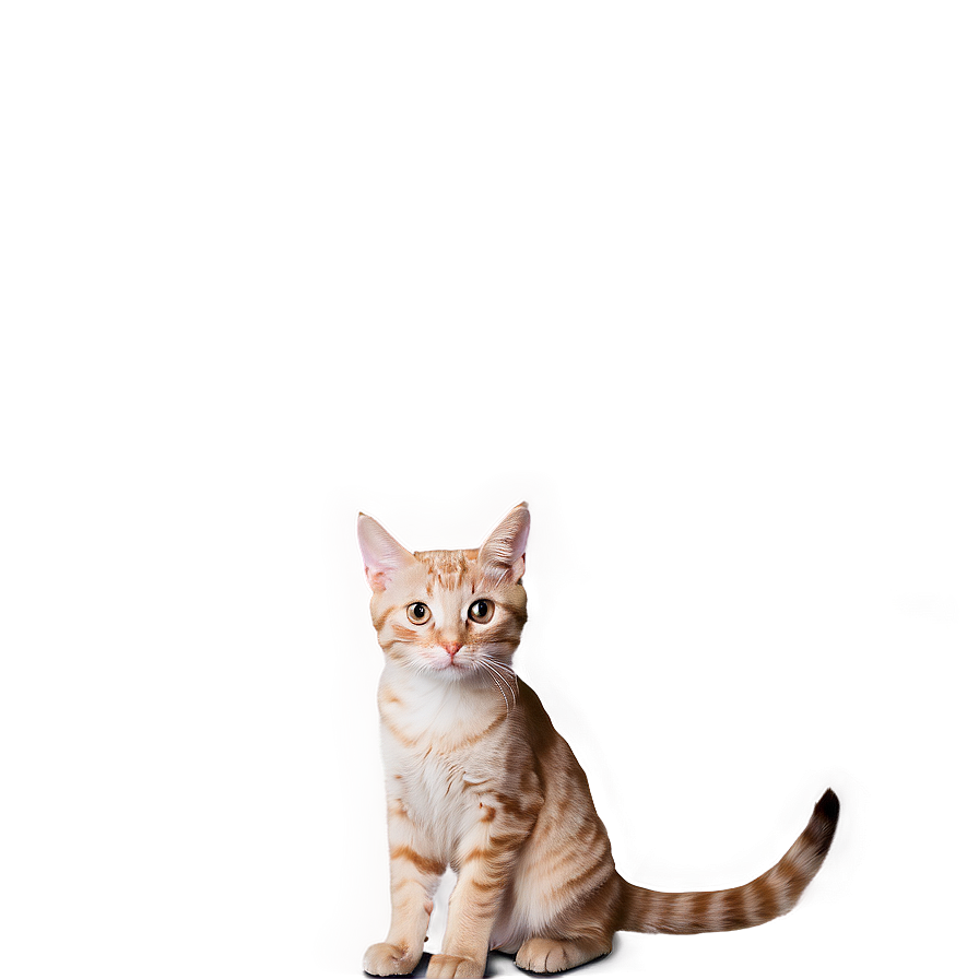 Fearful Cat Meme Png 05212024 PNG Image