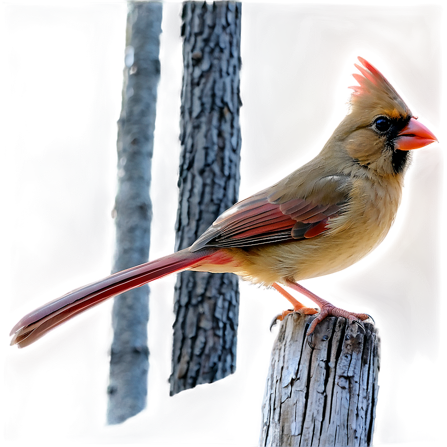 Female Cardinal Png Acb22 PNG Image