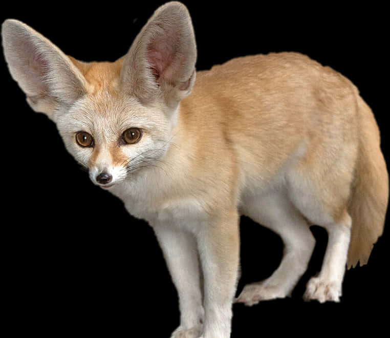 Fennec Fox Portrait PNG Image