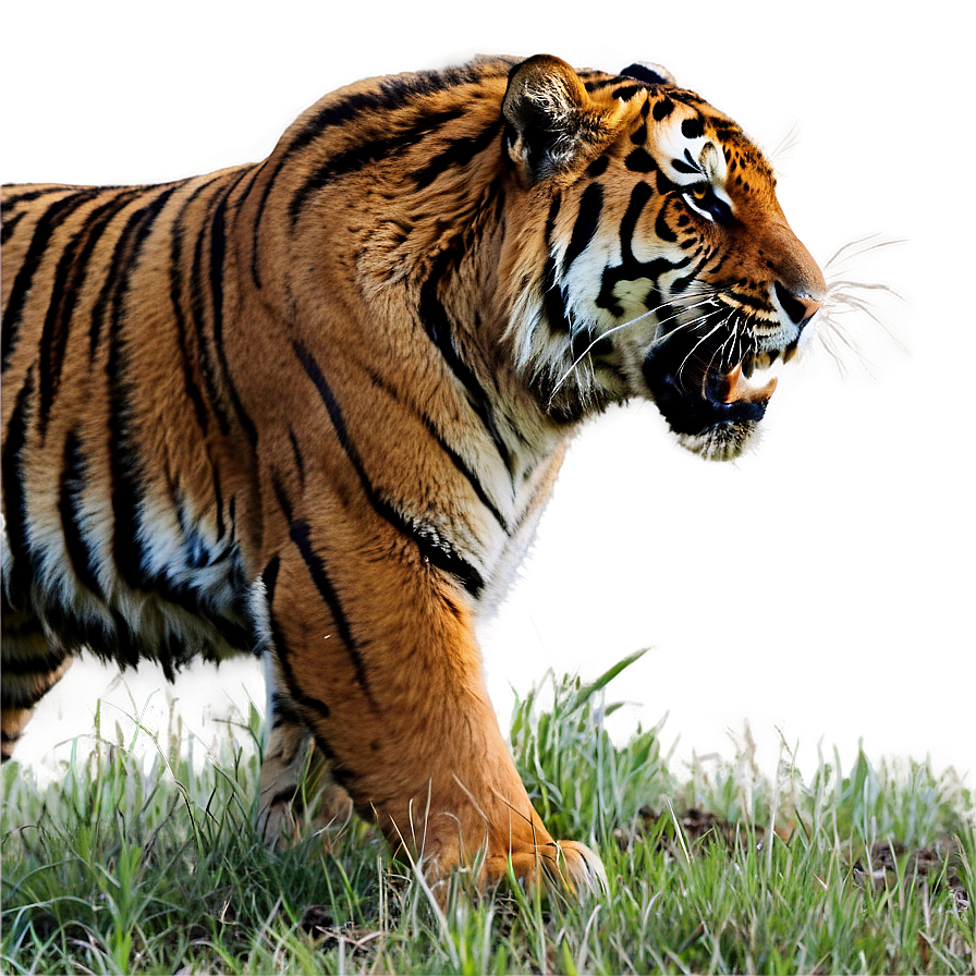 Feral Tiger In Action Png Jjh PNG Image