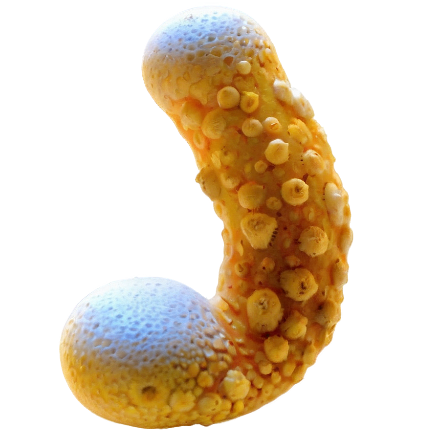 Fermentation Fungus Png 19 PNG Image